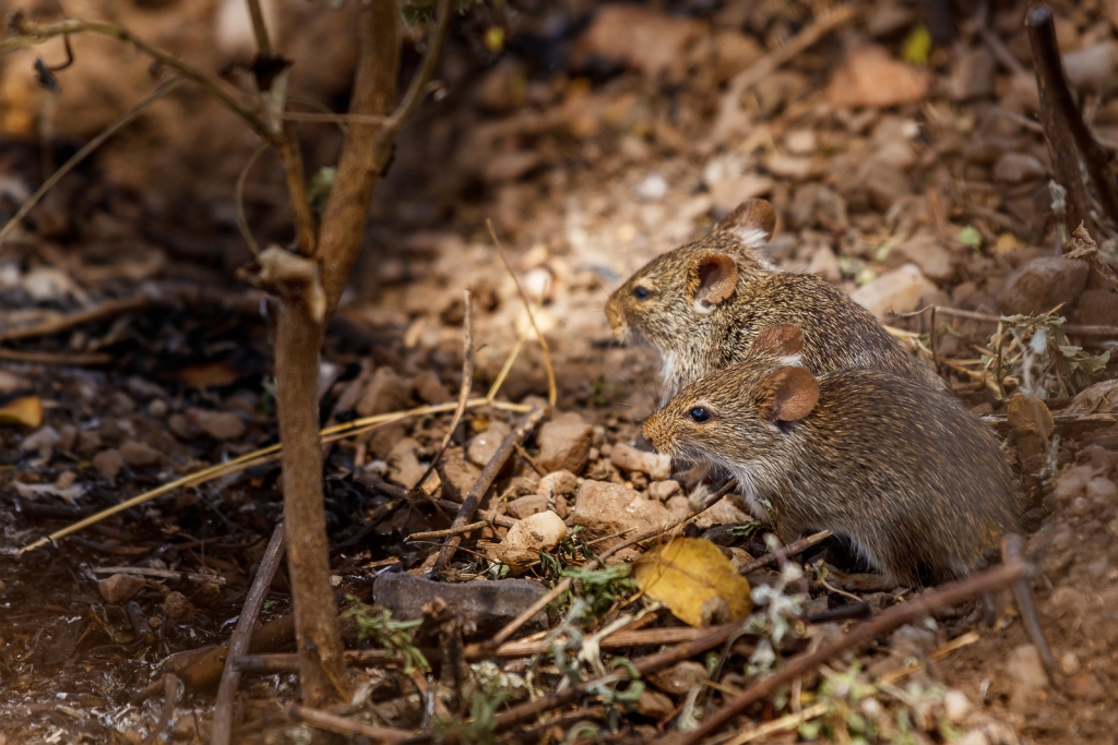 Souris ou rat dans les combles comment réagir — free download