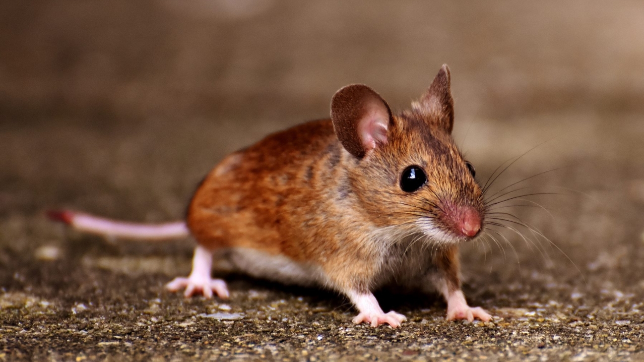 Faire fuir les souris dans les murs quelle technique adopter — free download