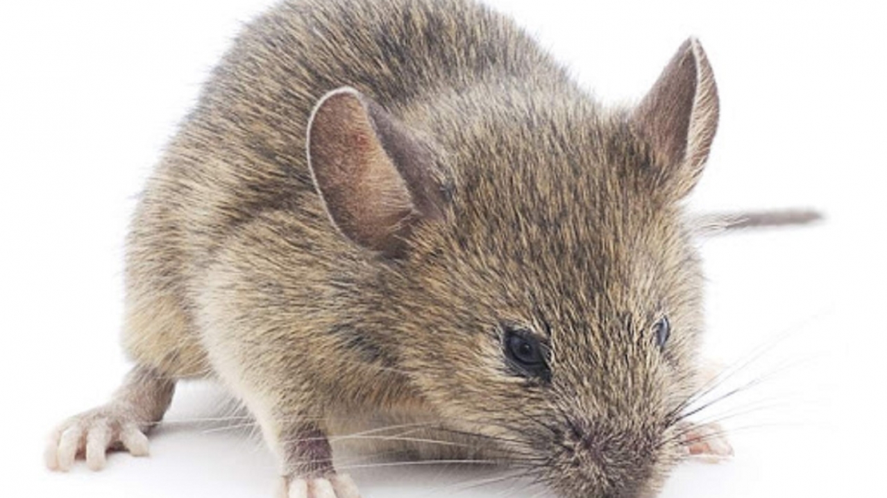 Souris ou rat dans les combles comment réagir — free download